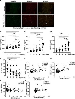 Histone deacetylase 8 inhibition prevents the progression of peritoneal fibrosis by counteracting the epithelial-mesenchymal transition and blockade of M2 macrophage polarization
